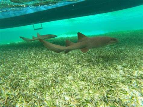 caye caulker marine reserve hotels|Caye Caulker Marine Reserve .